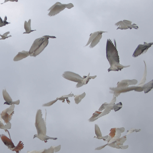 4resh we7akecare x Qzyn | pidżyn | CD + Hoodie bundle