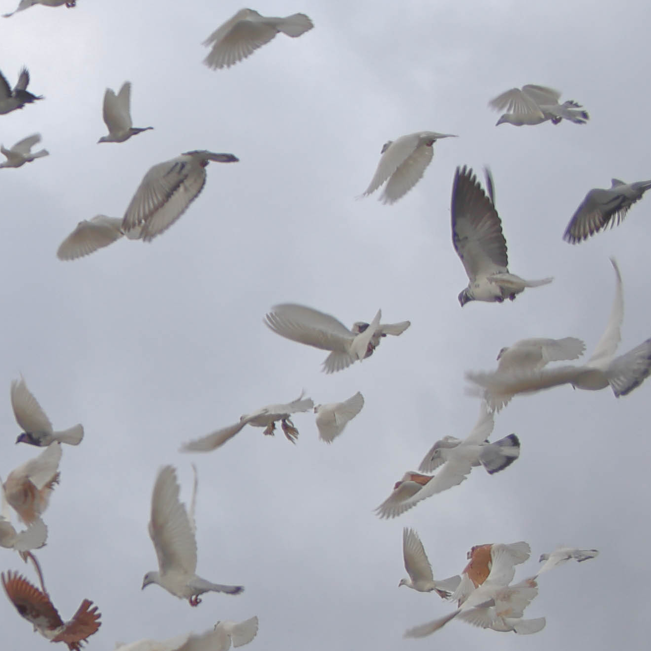 4resh we7akecare x Qzyn | pidżyn | CD + Hoodie bundle