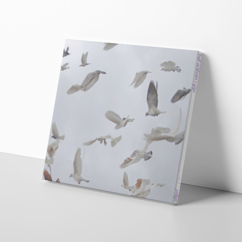 4resh we7akecare x Qzyn | pidżyn | CD